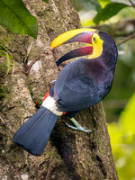 Yellow Throated Toucan