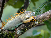 Green Iguana