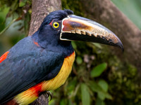 Collared Aracari