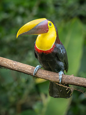 Yellow Throated Toucan