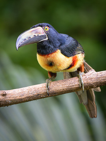 Collared Aracari