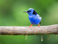 Red-legged Honeycreeper