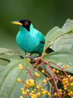 Green Honeycreeper, Male