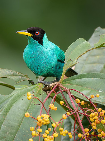 Green Honeycreeper, Male