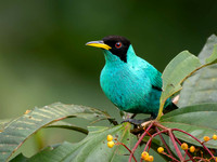 Green Honeycreeper