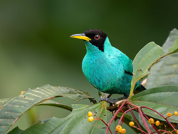Green Honeycreeper