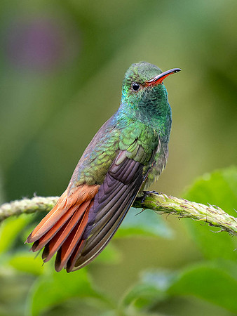 Rufous-tailed Hummingbird