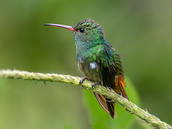 Rufous-tailed Hummingbird