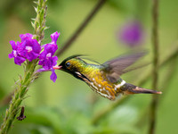 Hummingbirds