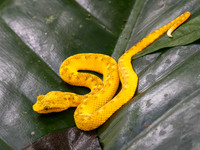 Eyelash Viper