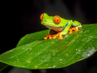 Red-eyed Tree Frog
