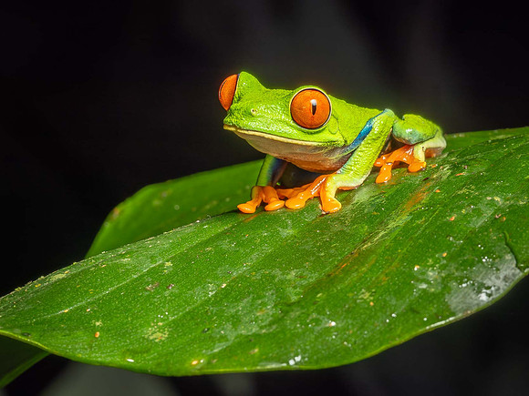 Red-eyed Tree Frog