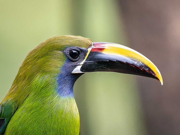 Northern Emerald Toucanet
