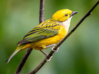 Silver-throated Tanager