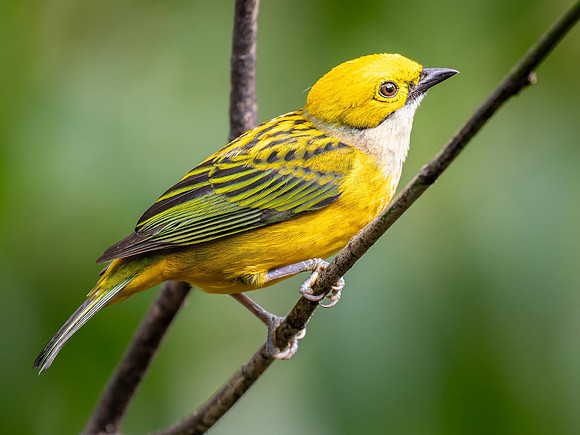 Silver-throated Tanager