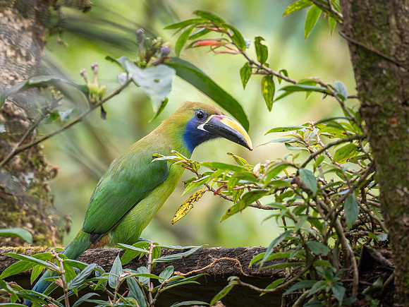 Northern Emerald Toucanet