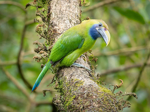 Northern Emerald Toucanet