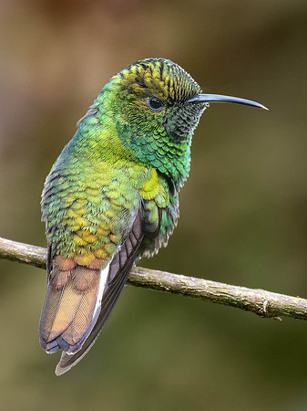 Rufous-tailed Hummingbird