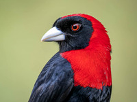 Tanagers