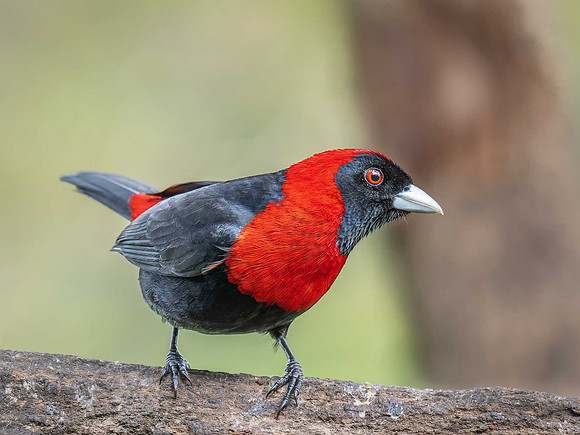 Crimson-collared Tanager