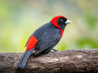 Crimson-collared Tanager