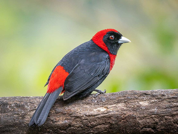 Crimson-collared Tanager