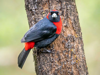 Crimson-collared Tanager