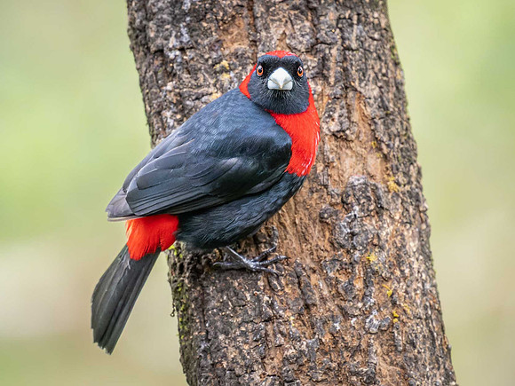 Crimson-collared Tanager