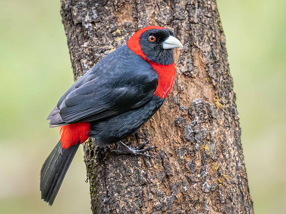 Crimson-collared Tanager