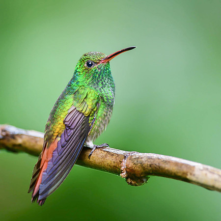 Rufous-tailed Hummingbird