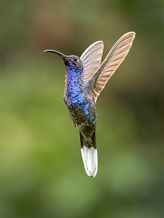 Violet Sabrewing