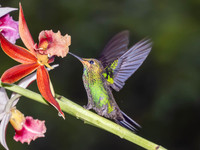 Green-crowned Brilliant, Juvenile
