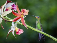 Green-crowned Brilliant, Juvenile