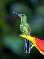 Green-crowned Brilliant