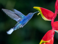Violet Sabrewing