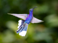 Violet Sabrewing