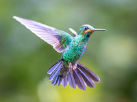 Green-crowned Brilliant, Juvenile