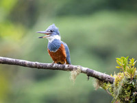 Ringed Kingfisher