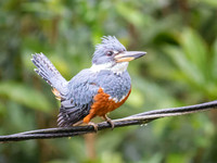 Ringed Kingfisher