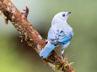 Blue-grey Tanager