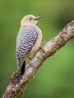 Hoffmann's Woodpecker, Female