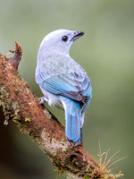 Blue-grey Tanager