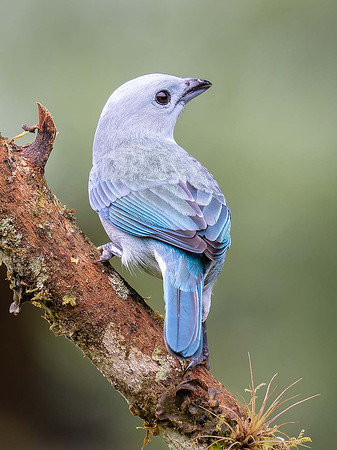 Blue-grey Tanager