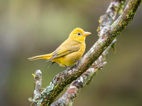 Hepatic Tanager, Female