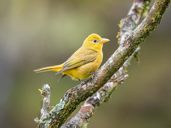 Hepatic Tanager, Female