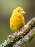Hepatic Tanager, Female