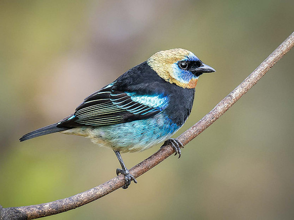 Golden-hooded Tanager