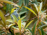 Speckled Tanager