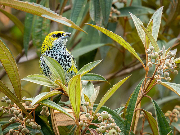 Speckled Tanager