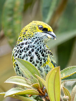 Speckled Tanager